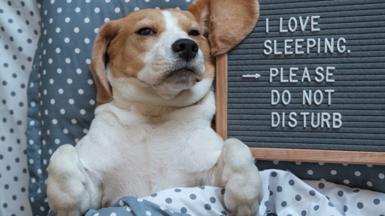 Can Dogs Breathe under Blankets