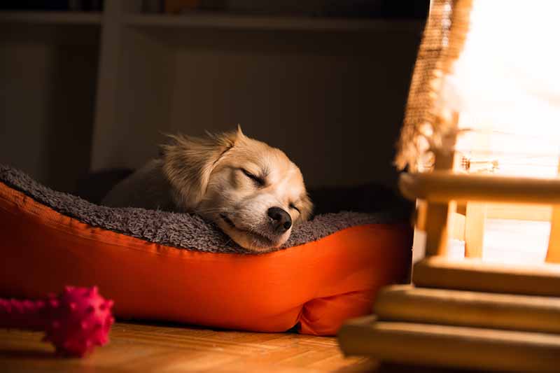 Do Puppies Need a Night Light