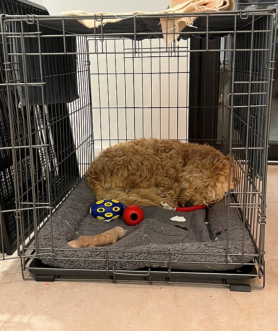 Does Putting a Blanket Over a Dog Crate Help