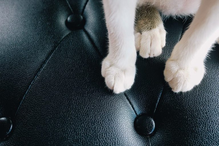 How to Protect Leather Sofa from Cats